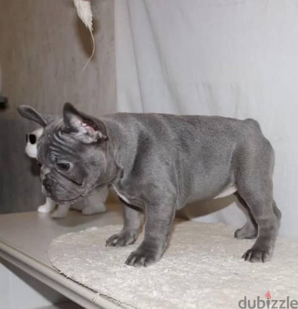 French bulldog puppy female from Russia 1