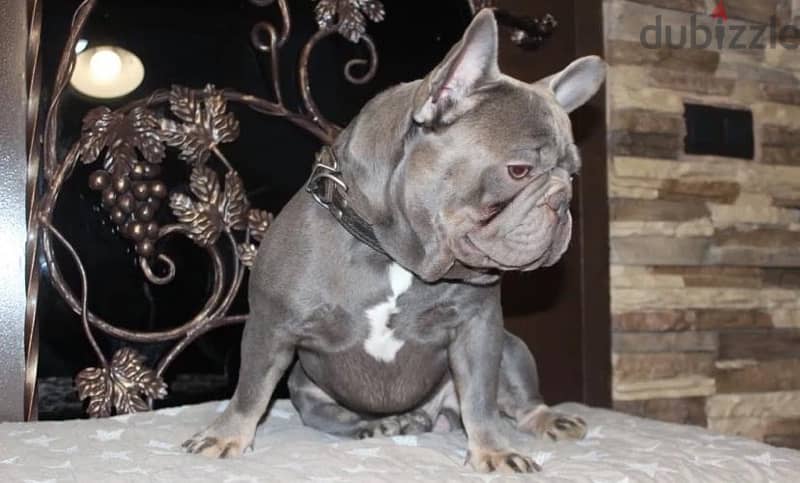 French bulldog puppy female from Russia 2