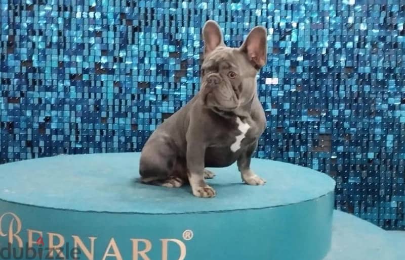 French bulldog puppy female from Russia 3