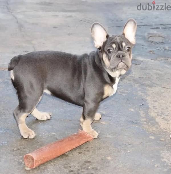 French bulldog puppy female from Russia 4