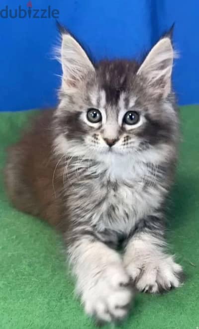 Maine coon kitten female from Russia