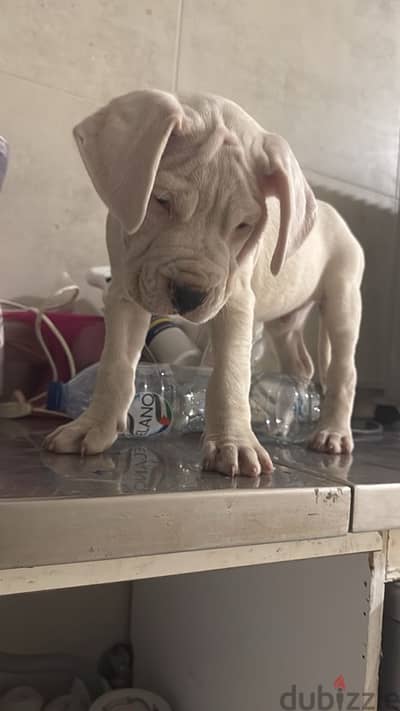 dogo argentino top line