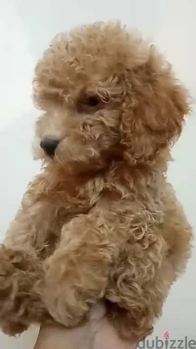 Toy poodle puppies top quailty