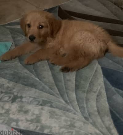 golden puppy with bed-جرو جولدن بالسرير