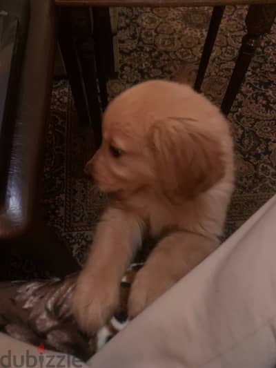 golden puppy pure breed