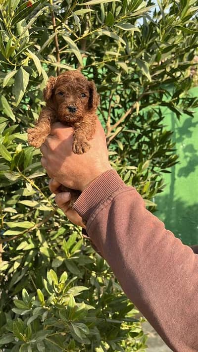 teacup toy poodle very nice puppy