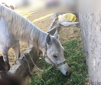 خيل عربي اصيل