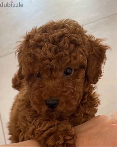 toy poodle