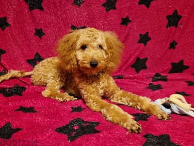 poodle miniature