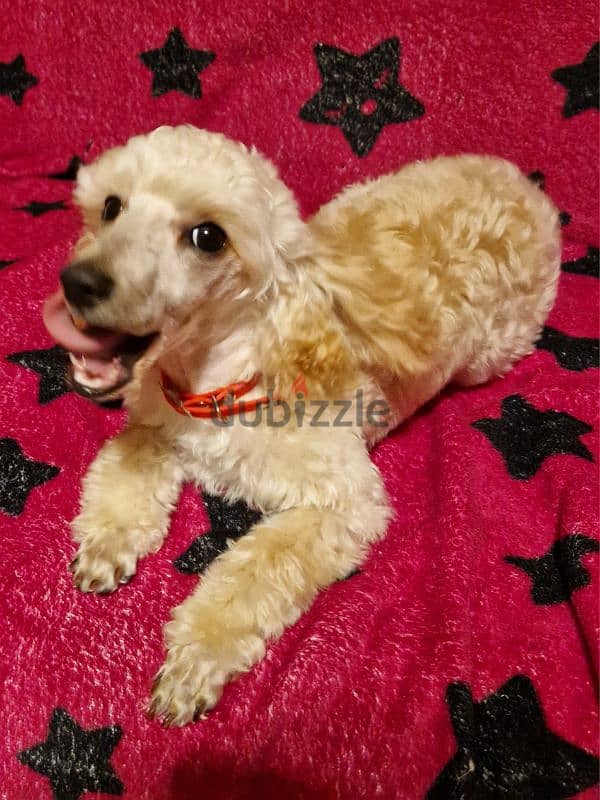 poodle miniature 1