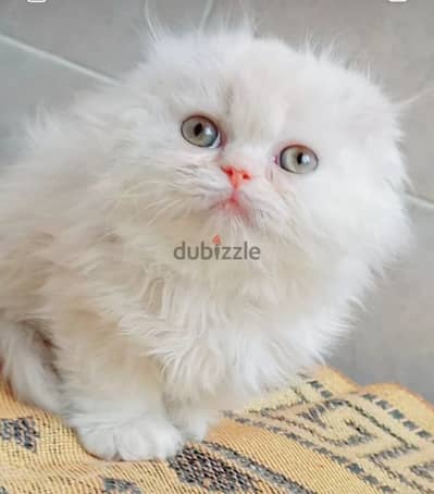 Scottish fold long hair 48 day . training litter box