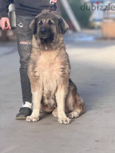 كوكيجن Caucasian shepherd