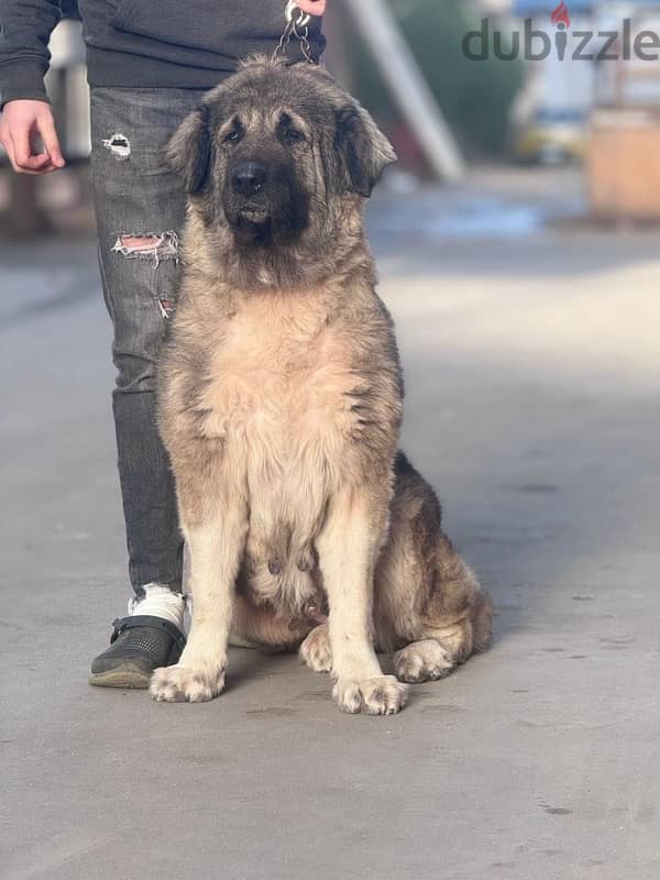 كوكيجن Caucasian shepherd 0