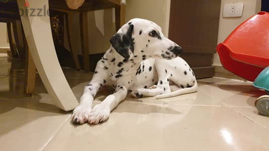 dalmatian female puppy