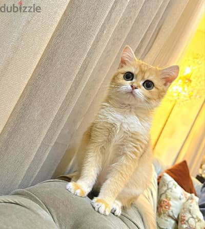 British Shorthair Gold ny12