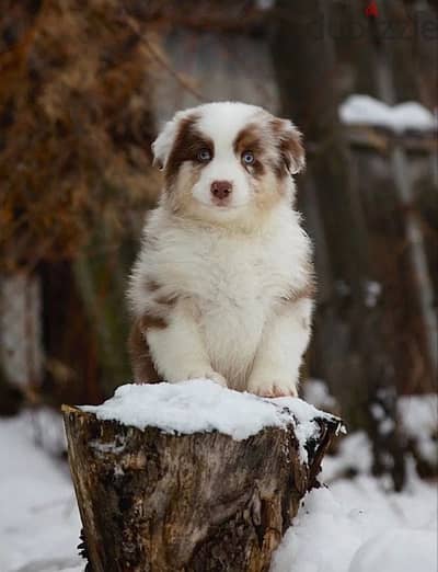 Australian shepherd boys from Russia