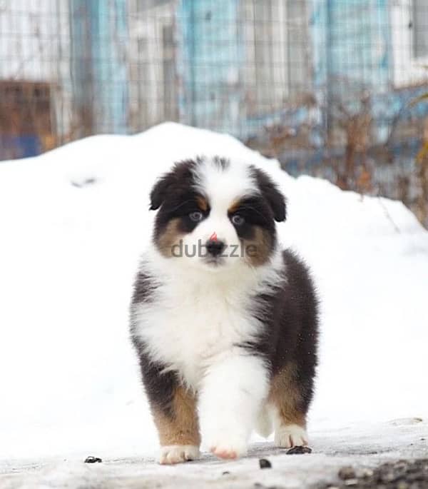 Australian shepherd boys from Russia 1