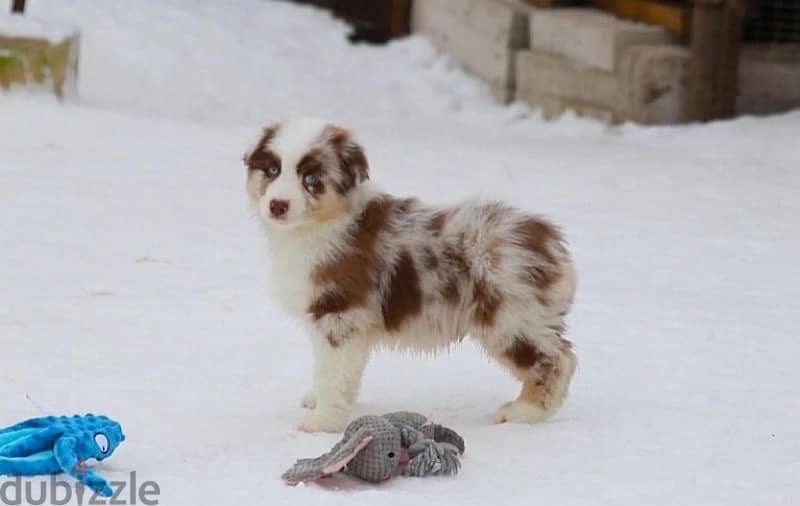 Australian shepherd boys from Russia 2