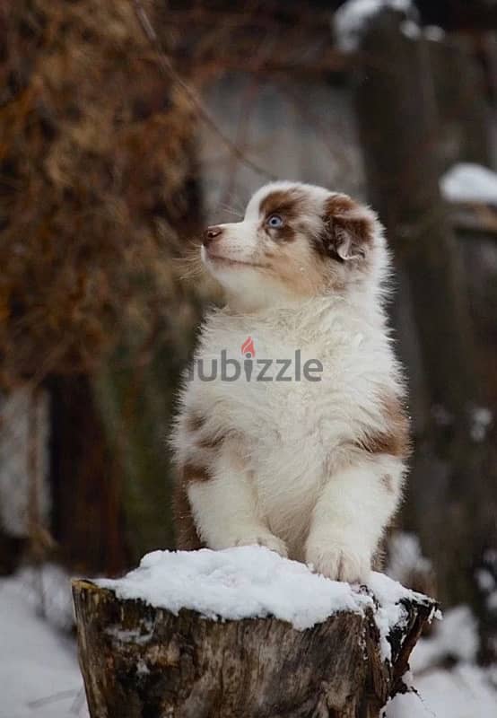 Australian shepherd boys from Russia 3