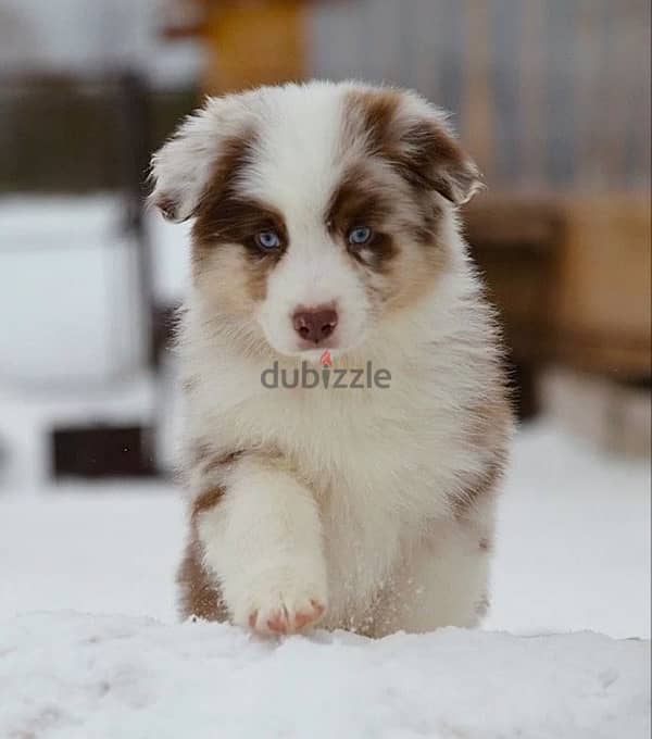 Australian shepherd boys from Russia 4