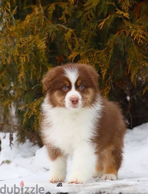 Australian shepherd boys from Russia 5