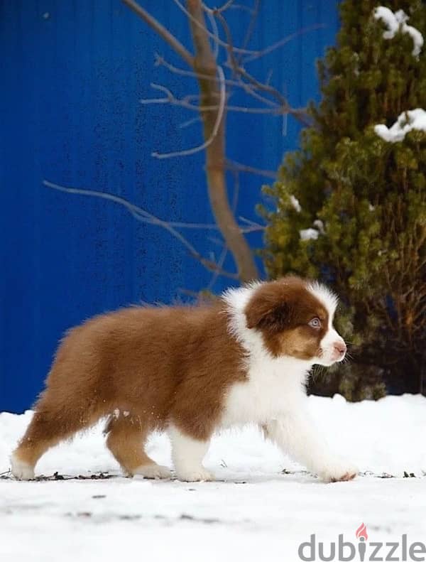 Australian shepherd boys from Russia 6