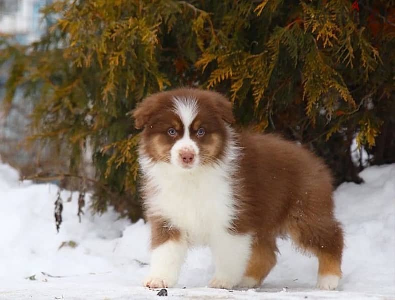 Australian shepherd boys from Russia 7