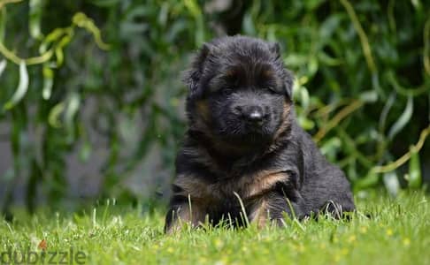 Male German shepherd puppies Female جراوي جيرمن شيبرد ذكر ولد بنت انثي