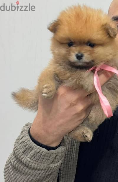 tea cup pomeranian puppies xxs بومرينيان تي كاب