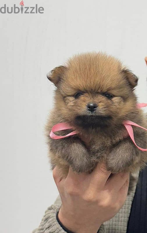 tea cup pomeranian puppies xxs بومرينيان تي كاب 1