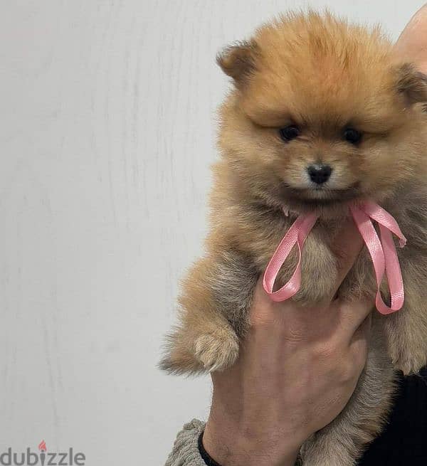 tea cup pomeranian puppies xxs بومرينيان تي كاب 2