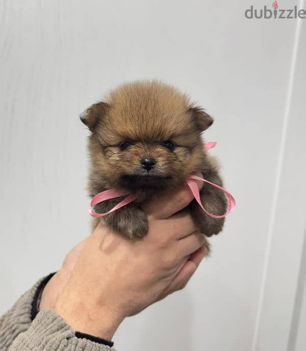 tea cup pomeranian puppies xxs بومرينيان تي كاب 3