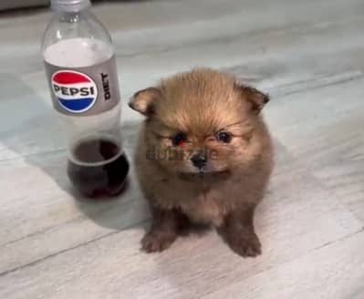 pomeranian teacup xxs  بومرينيان تي كاب