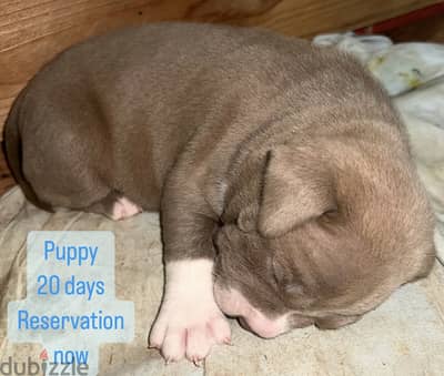 Red nose blue eyes green eyes Puppies pitbull bully