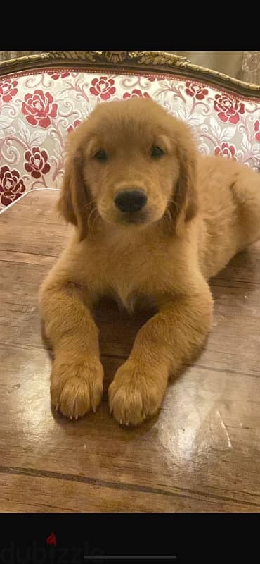 golden retriever جولدن ريتريفر