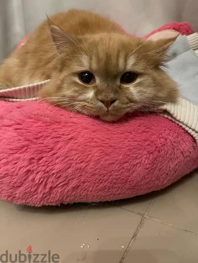 Male cat for adoption