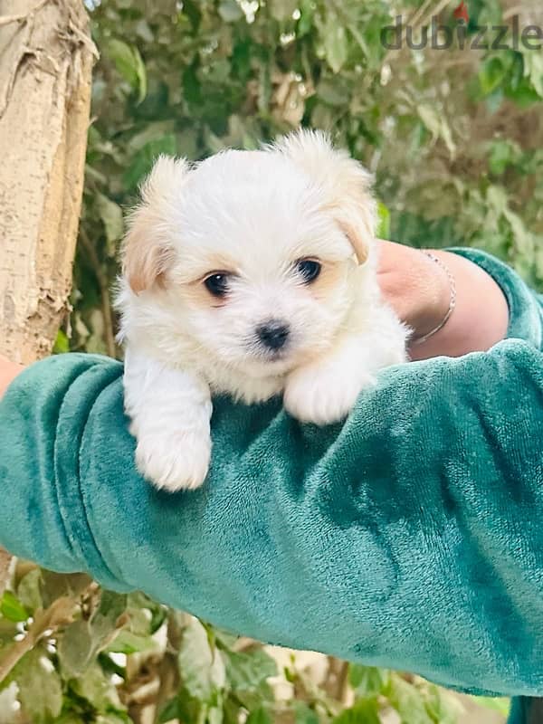 Mini Griffon Puppies / مينى جريفون 0