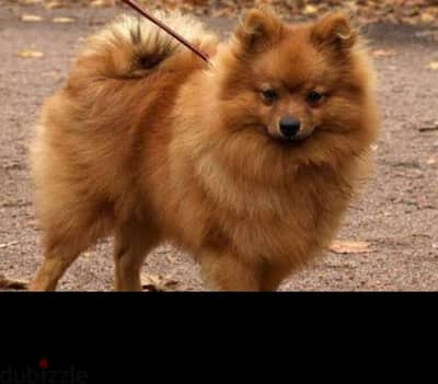 pomeranian بومرنيان