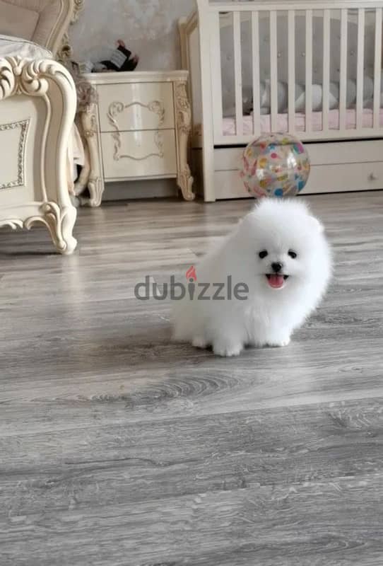 Mini Pomeranian boy of the bear type from Russia 4