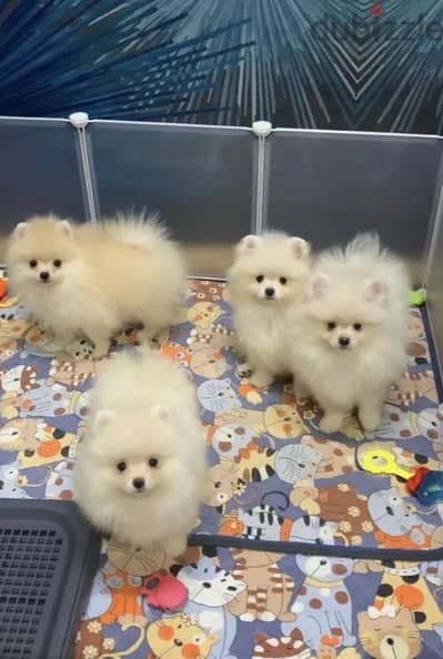 Mini Pomeranian puppy female from Russia