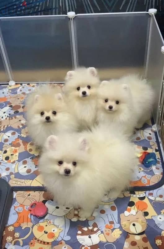 Mini Pomeranian puppy female from Russia 1