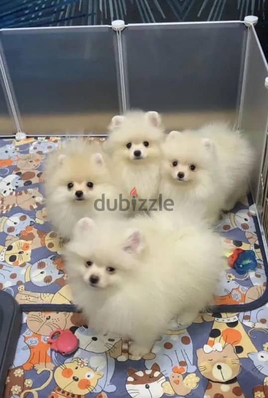 Mini Pomeranian puppy female from Russia 2