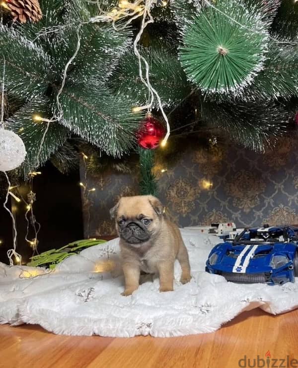 pug puppies females from Russia 0