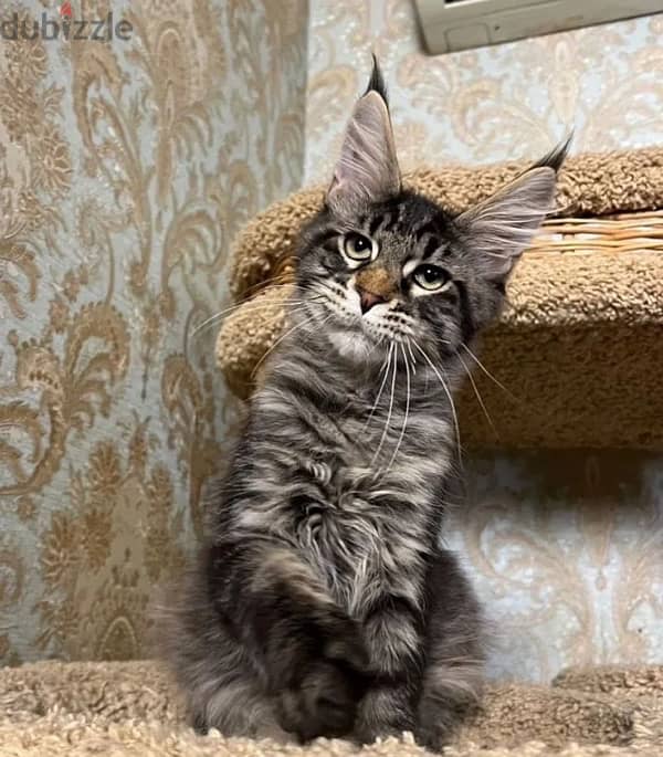 Maine coon boy in super type from Russia 1