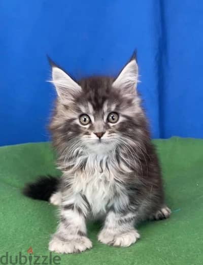 Maine coon kittens boys from Russia