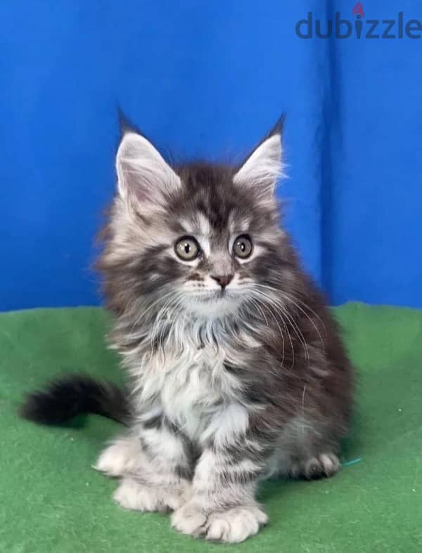 Maine coon kittens boys from Russia 1