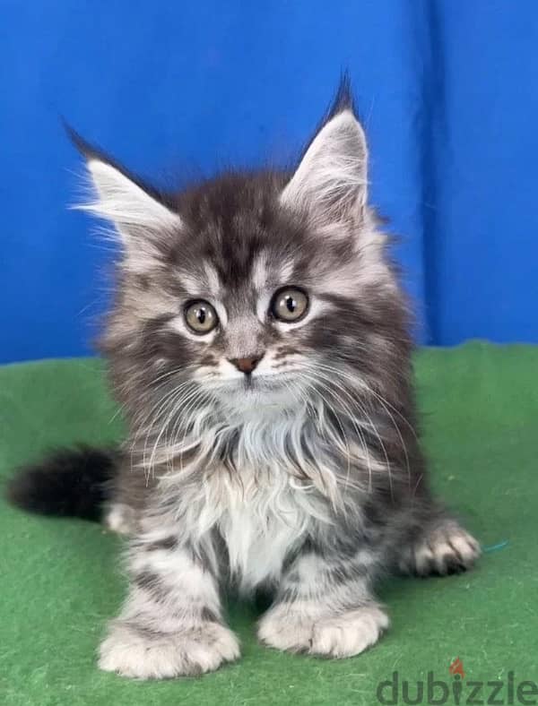 Maine coon kittens boys from Russia 2