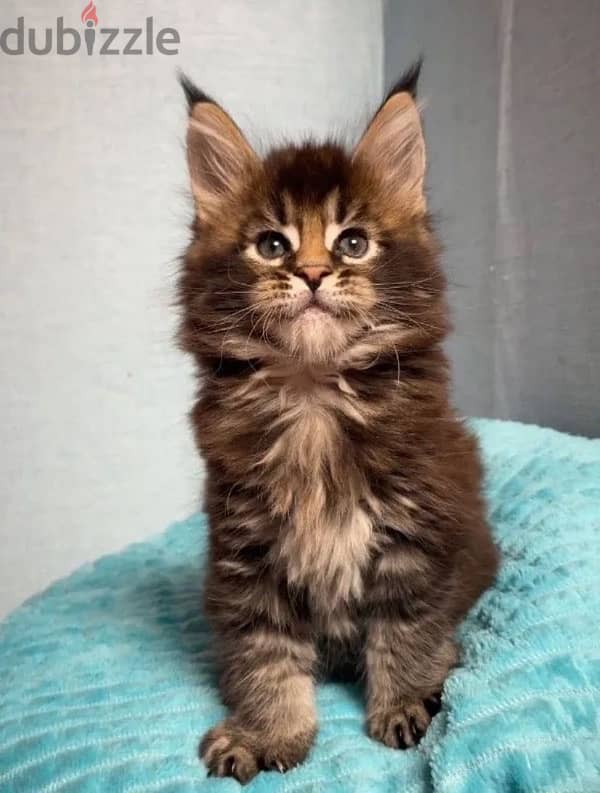 Maine coon kittens boys from Russia 3