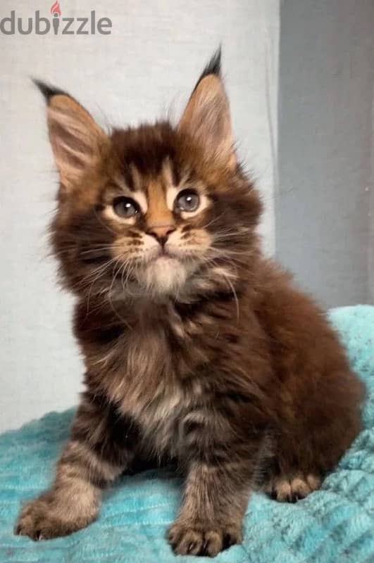 Maine coon kittens boys from Russia 4