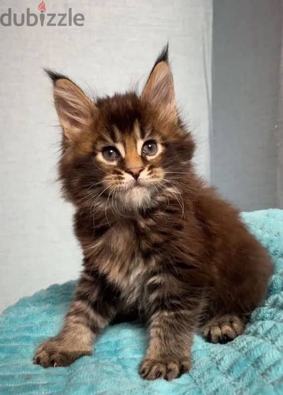 Maine coon kittens boys from Russia 5